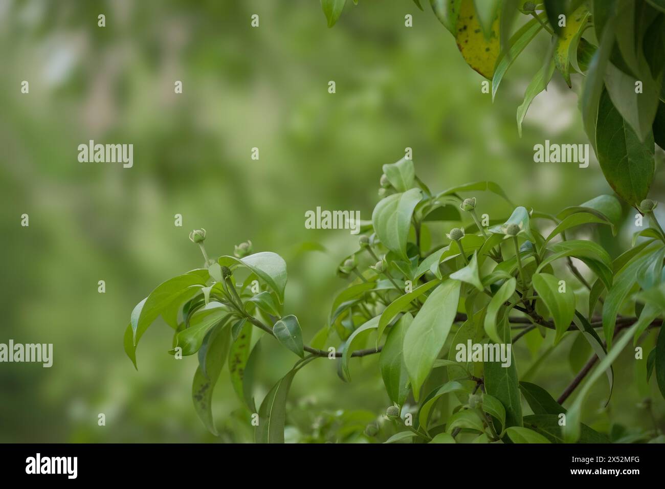 Chinese dogwood tree with ripening seed pods Stock Photo - Alamy