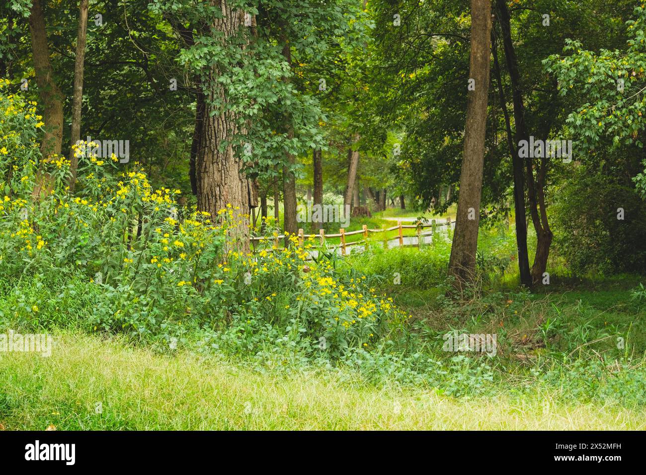 Verdant pathway hi-res stock photography and images - Alamy