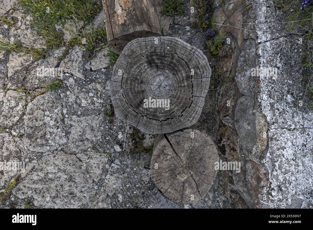 Some old wooden stumps in a garden with granite rock soils Stock Photo
