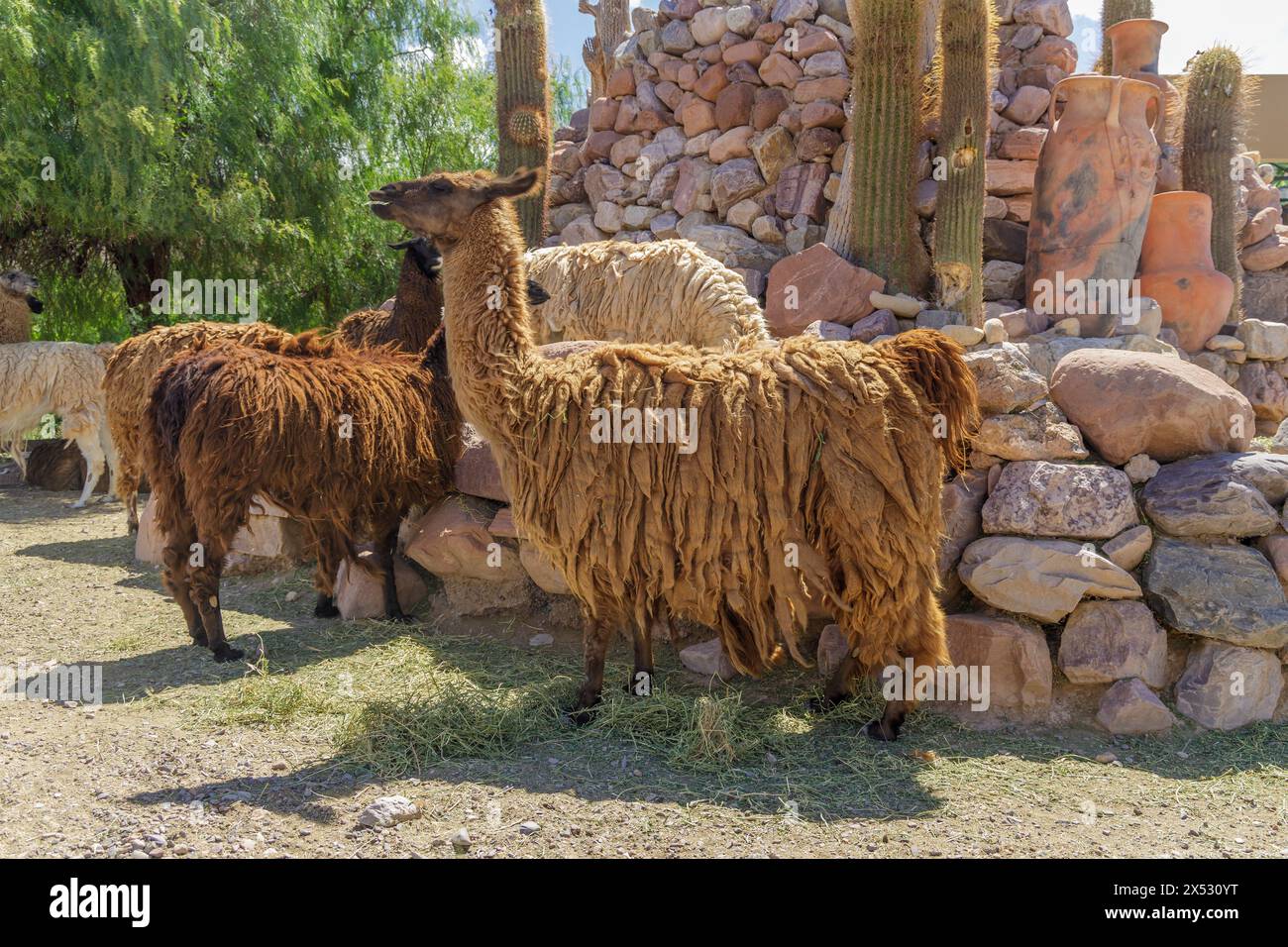 Group of llamas on a farm in Jujuy, Argentina. Stock Photo