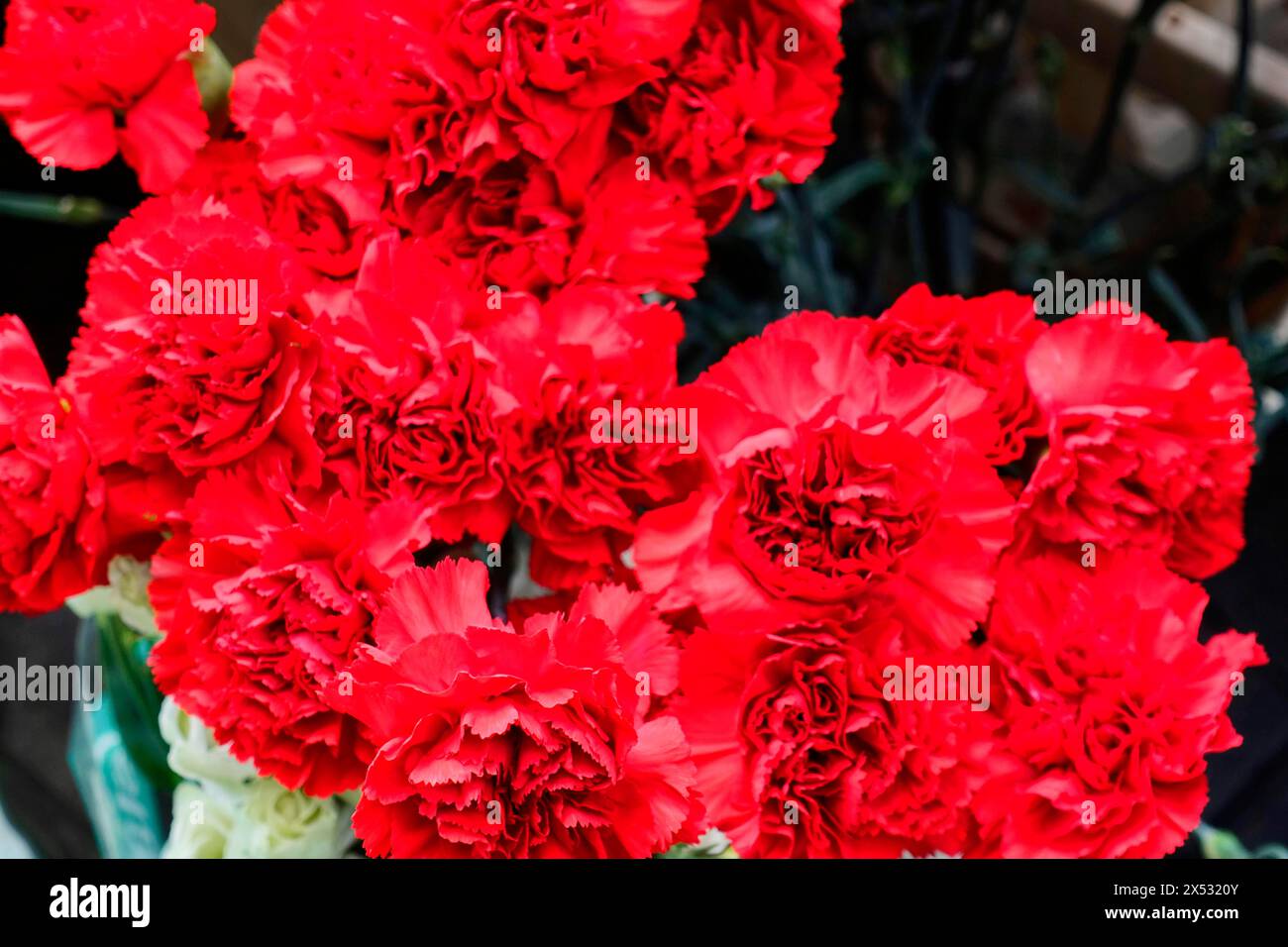 A group of bright red Carnations (Dianthus barbatus), in full bloom, flower sale, Central Station, Hamburg, Hanseatic City of Hamburg, Germany Stock Photo