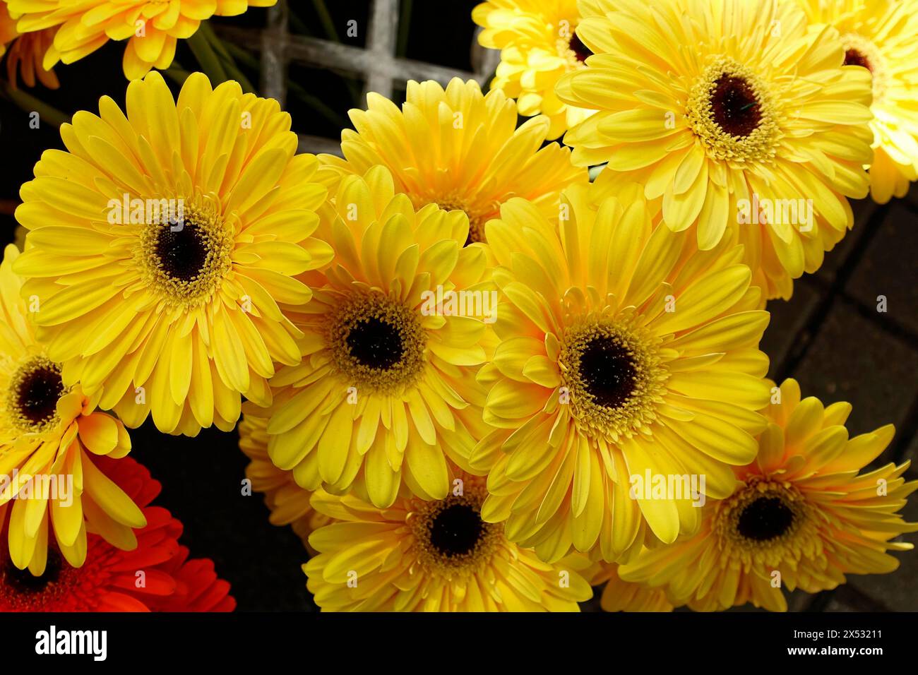 Bright yellow Gerber daisy flowers in close-up, radiating cheerfulness, flower sale, central station, Hamburg, Hanseatic City of Hamburg, Germany Stock Photo