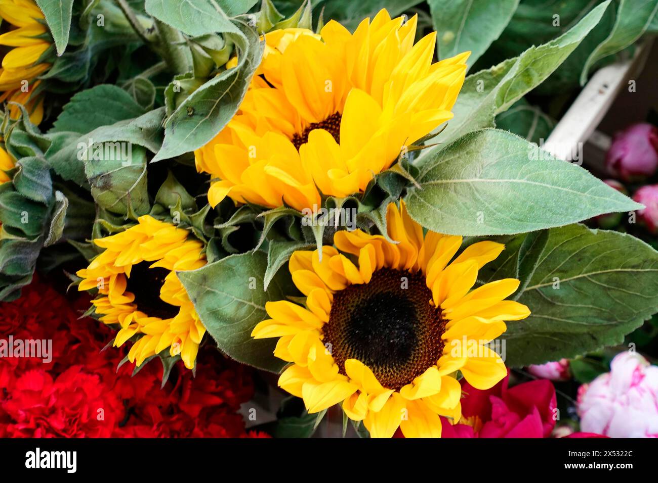 Fresh Sunflowers (Helianthus annuus), with large, yellow flowers and green leaves, flower sale, Central Station, Hamburg, Hanseatic City of Hamburg Stock Photo