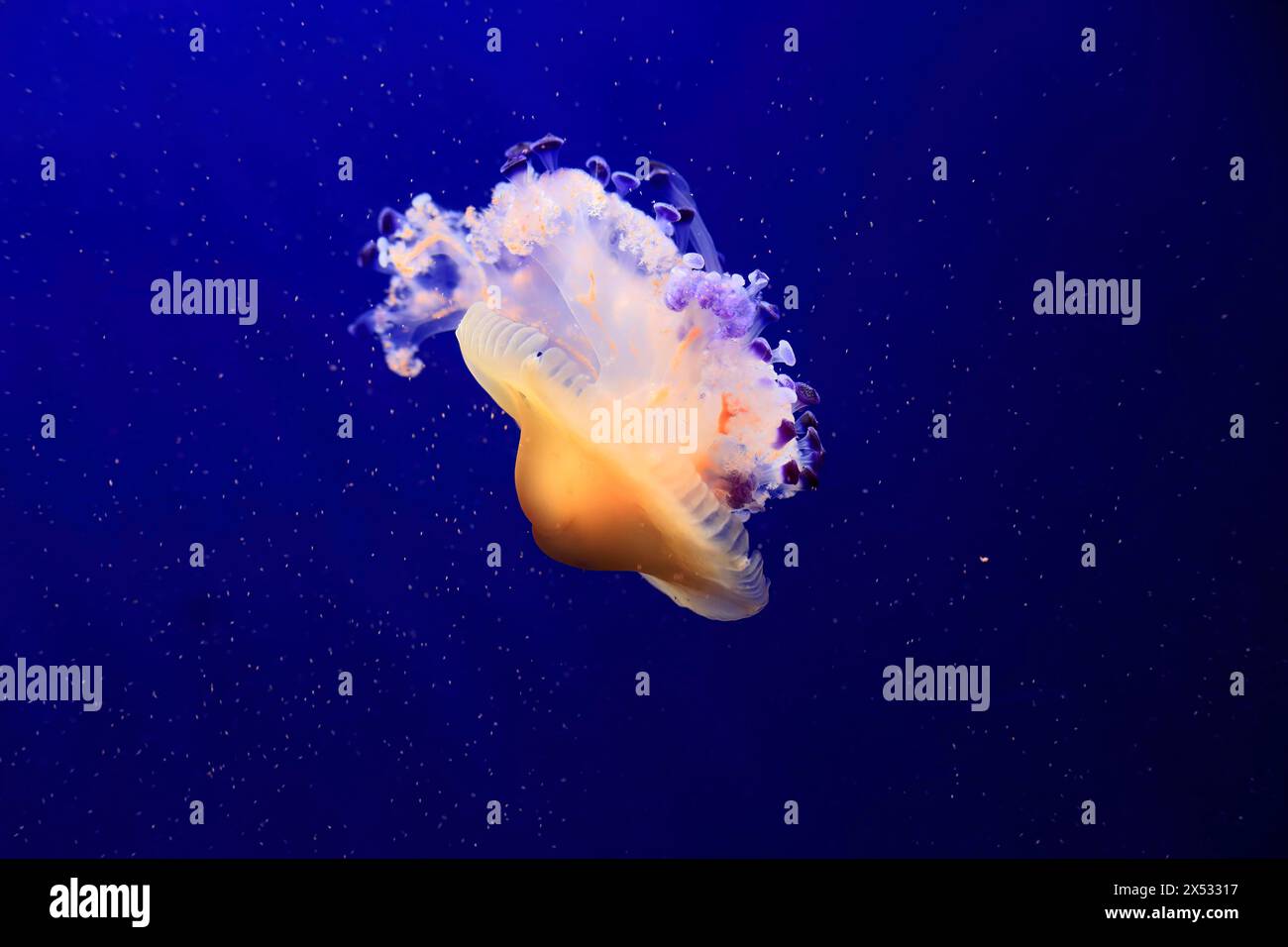 Fried egg jellyfish (Cotylorhiza tuberculata), in water, captive, Mediterranean Sea Stock Photo