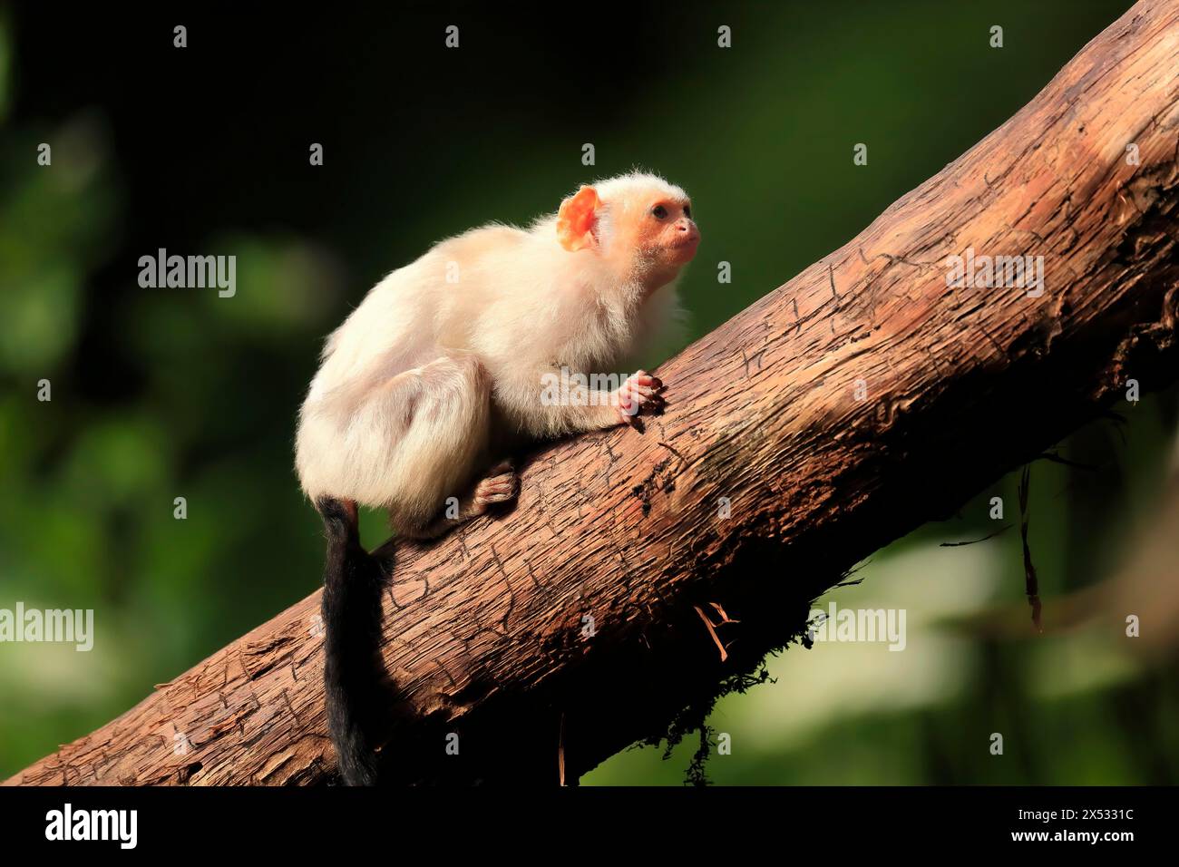 Mico genus hires stock photography and images Alamy