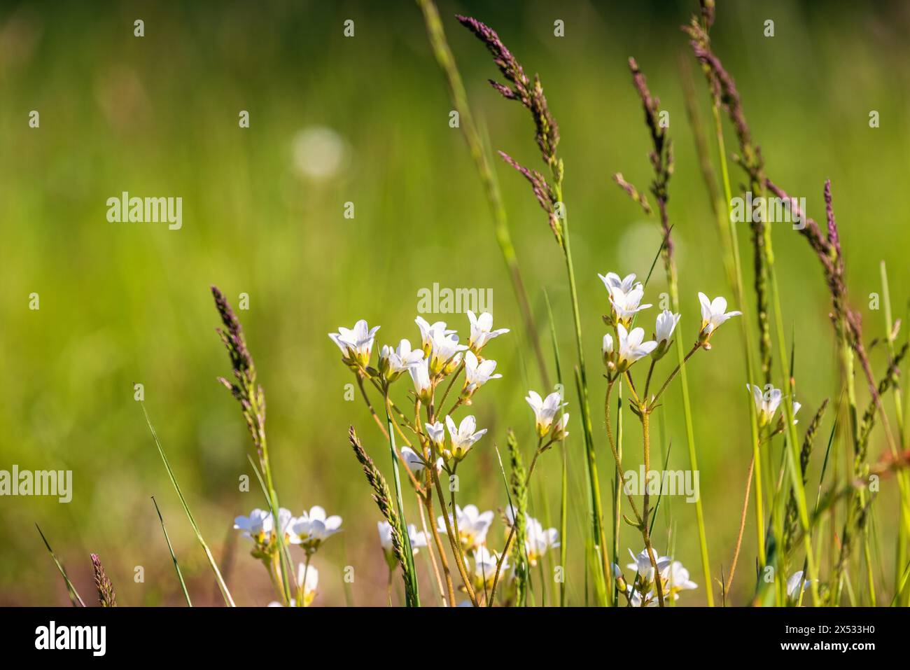 Flowering Meadow saxifrage (Saxifraga granulata) on a meadow and blade of grass Stock Photo