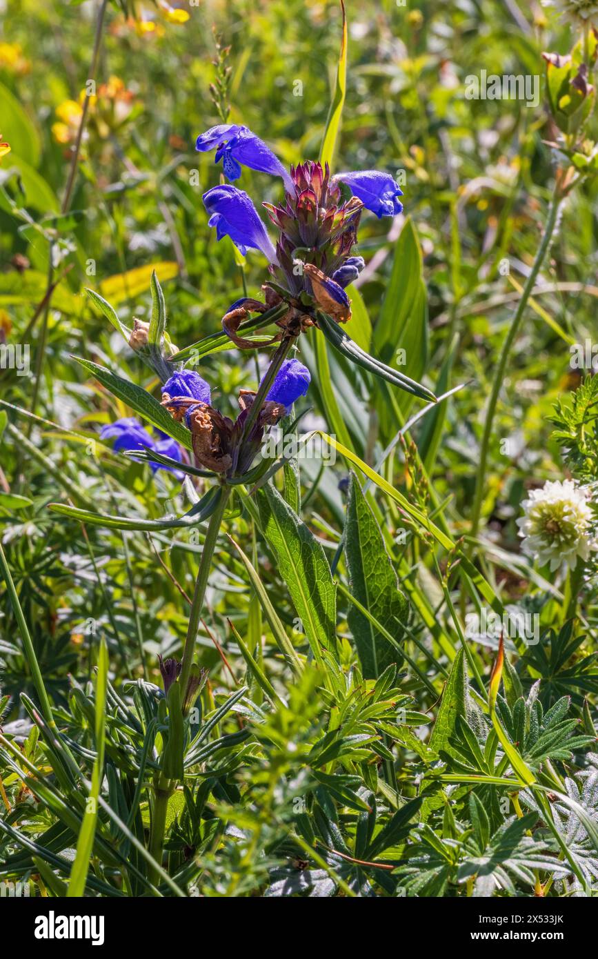Flowering (Dracocephalum ruyschiana) wildflower on a meadow Stock Photo