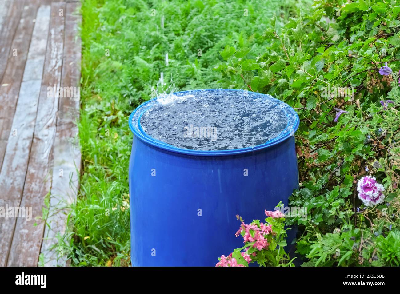 A blue barrel for collecting rainwater. Collecting rainwater in a