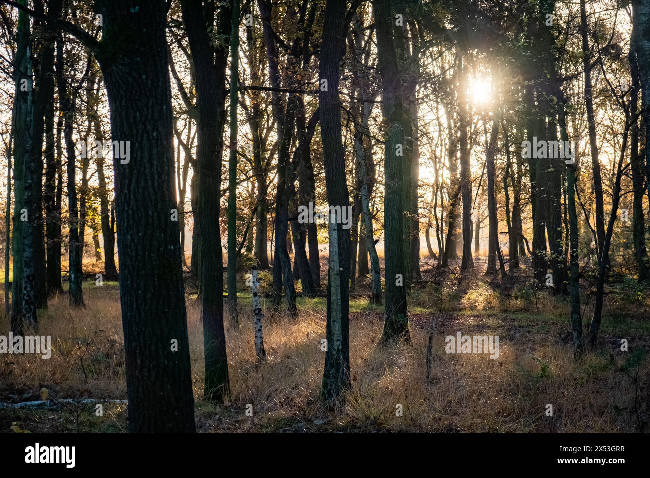 This photograph captures the ethereal beauty of morning light piercing through a grove of pine trees. The sun, positioned just behind the trees, creates a radiant starburst effect, illuminating the grove with a warm, inviting glow. The shadows of the trees paint the forest floor, adding depth and contrast to the scene. The soft light diffused through the branches gives the image a tranquil and mystical quality, reminiscent of a scene from a fairy tale. Enchanted Morning in the Pine Grove. High quality photo Stock Photo