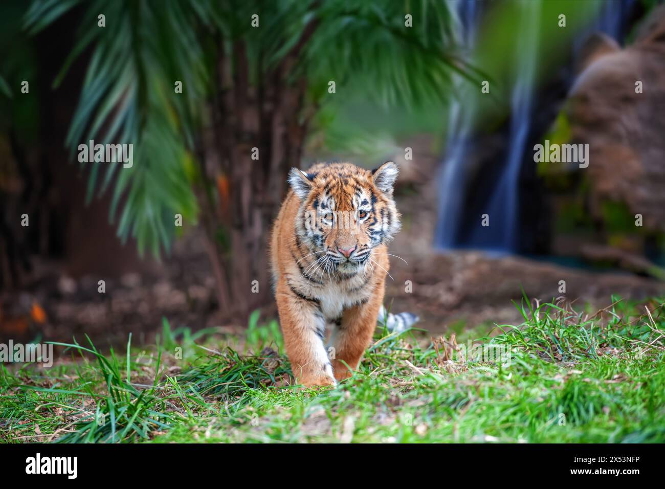 Tiger cub in the wild. Baby animal in green grass on waterfall background. Wild cat in nature habitat Stock Photo