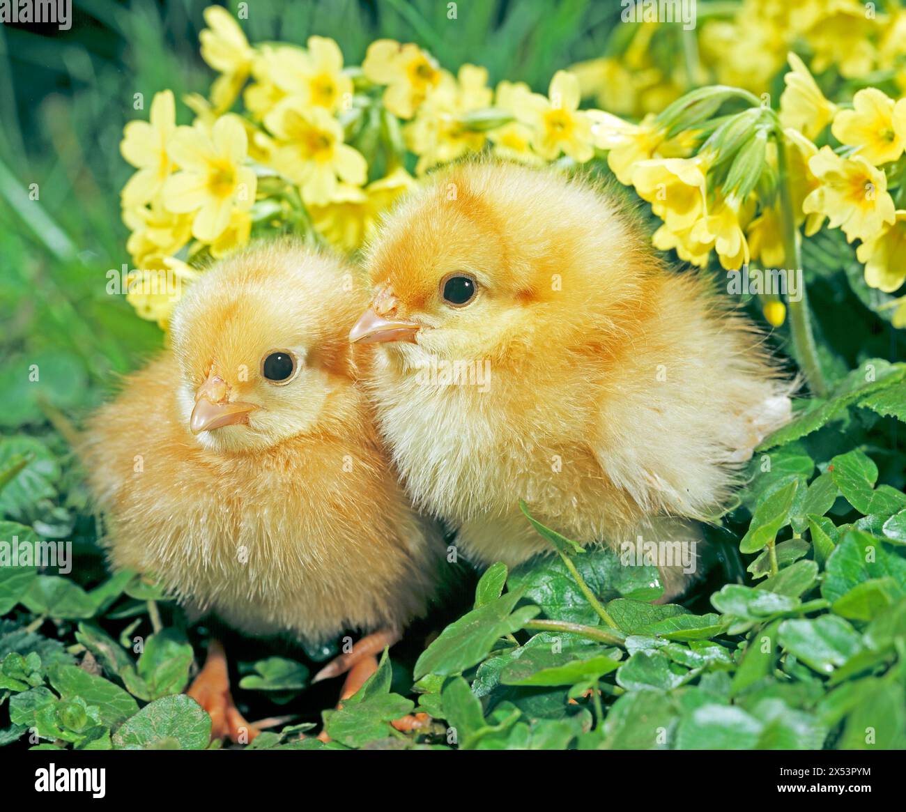 Two chickens in spring meadow with oxlips. Germany Stock Photo