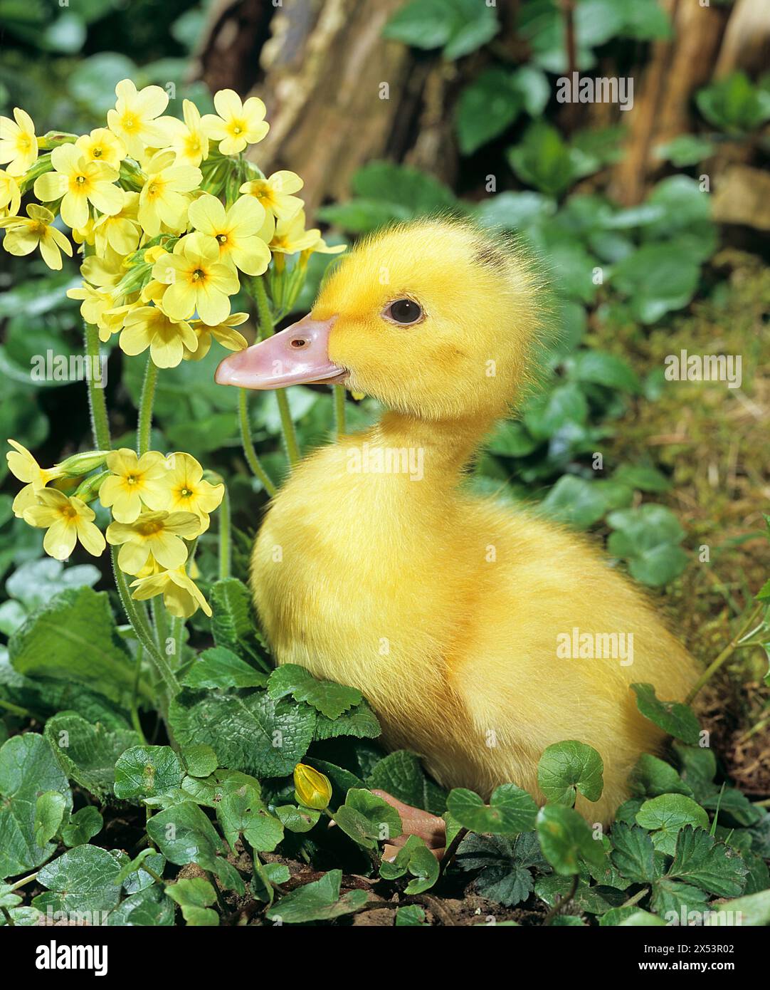 Duckling outdoors in wet meadow with oxlips. South Germany Stock Photo