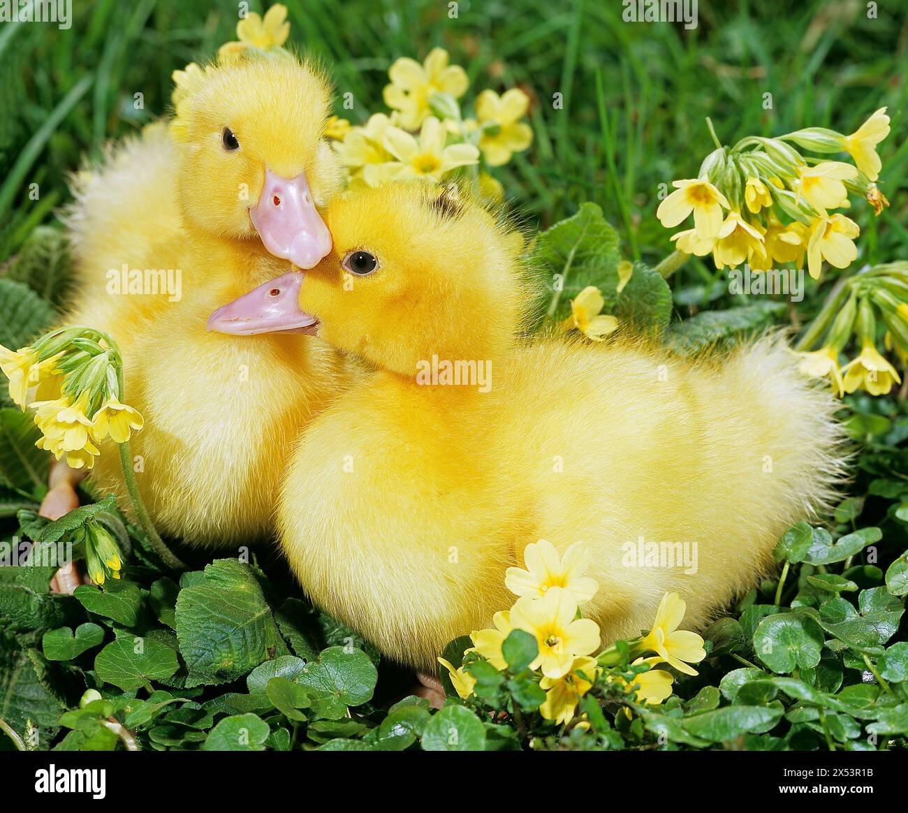 Ducklings outdoors in meadow with oxlips. South Germany Stock Photo