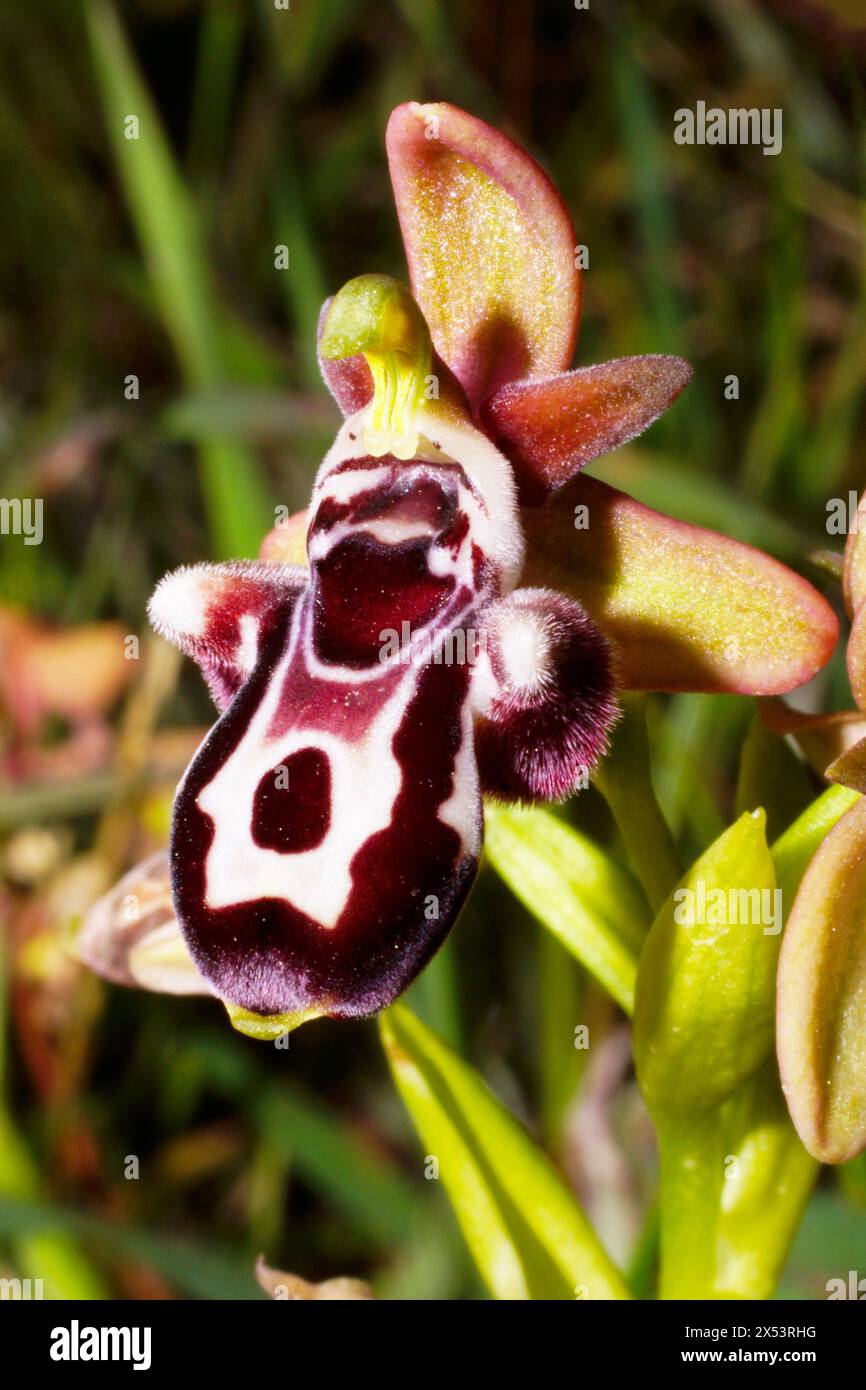 Colorful flower of the Cyprus bee orchid (Ophrys kotschyi), in natural habitat on Cyprus Stock Photo