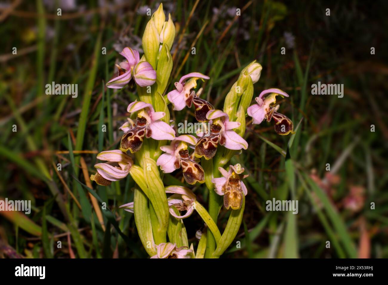 Abundantly flowering Carmel bee-orchid (Ophrys umbilicata), in natural habitat, Cyprus Stock Photo