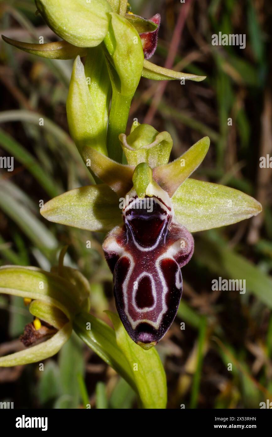 Single flower of the Cyprus bee orchid (Ophrys kotschyi), in natural habitat on Cyprus Stock Photo