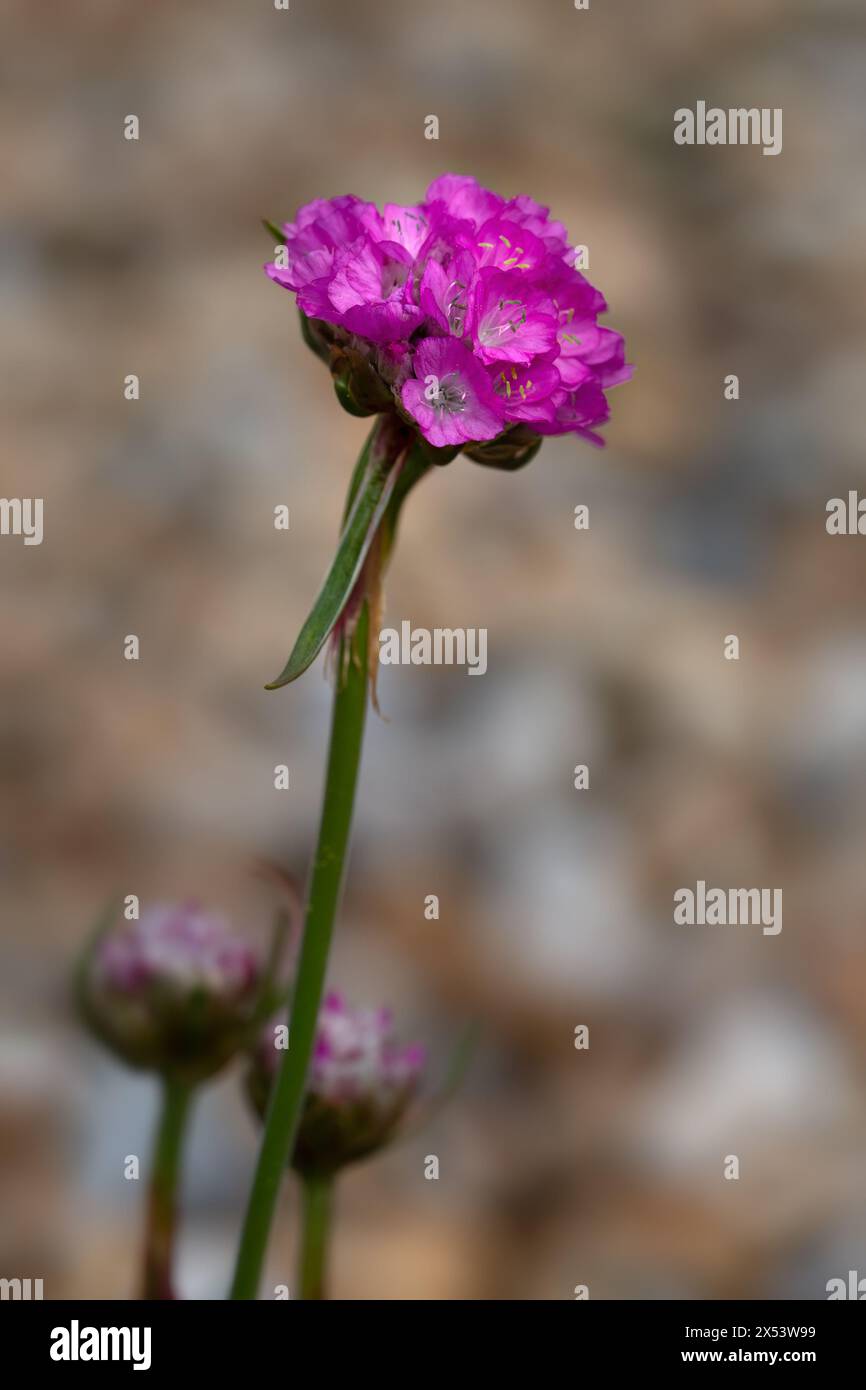 Splendens Closeup of flowers of Sea thrift (Armeria maritima 'Splendens') in a ...