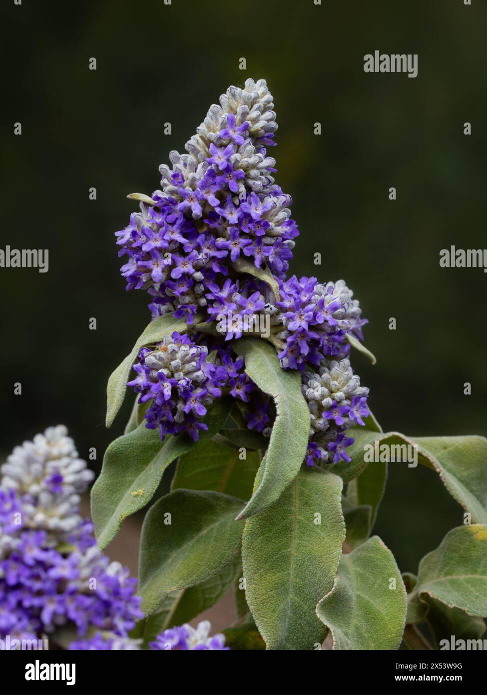 Closeup of flowers of Buddleja salviifolia in a garden in early summer Stock Photo