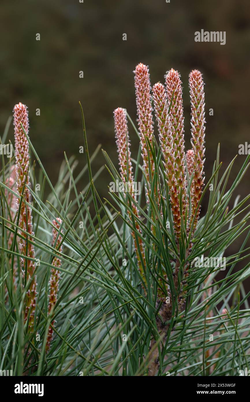 Needles and cones of Pinus pinea in a garden in early summer against a dark background Stock Photo