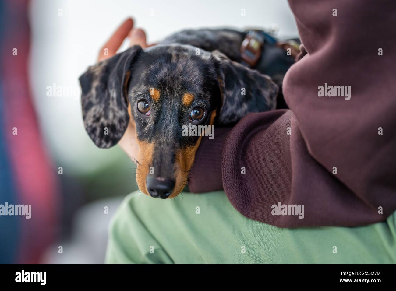 A black and tan miniature dachshund with brindle markings lying on the lap of its owner. The dachshund  also known as the wiener dog or sausage dog, Stock Photo
