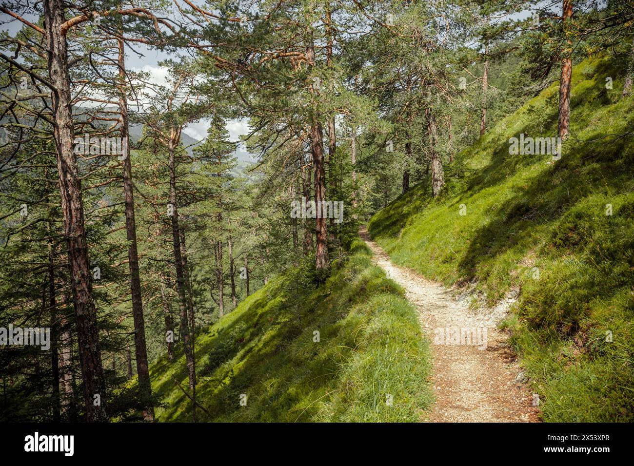 Long a path inside a peaceful forest , no people around Stock Photo