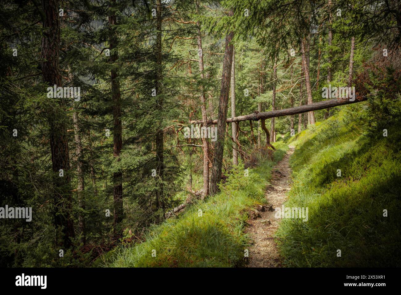 Long a path inside a peaceful forest , no people around Stock Photo