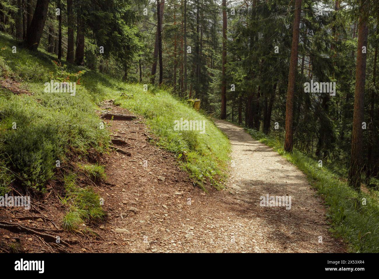A fork long a path inside a peaceful forest , no people around Stock Photo