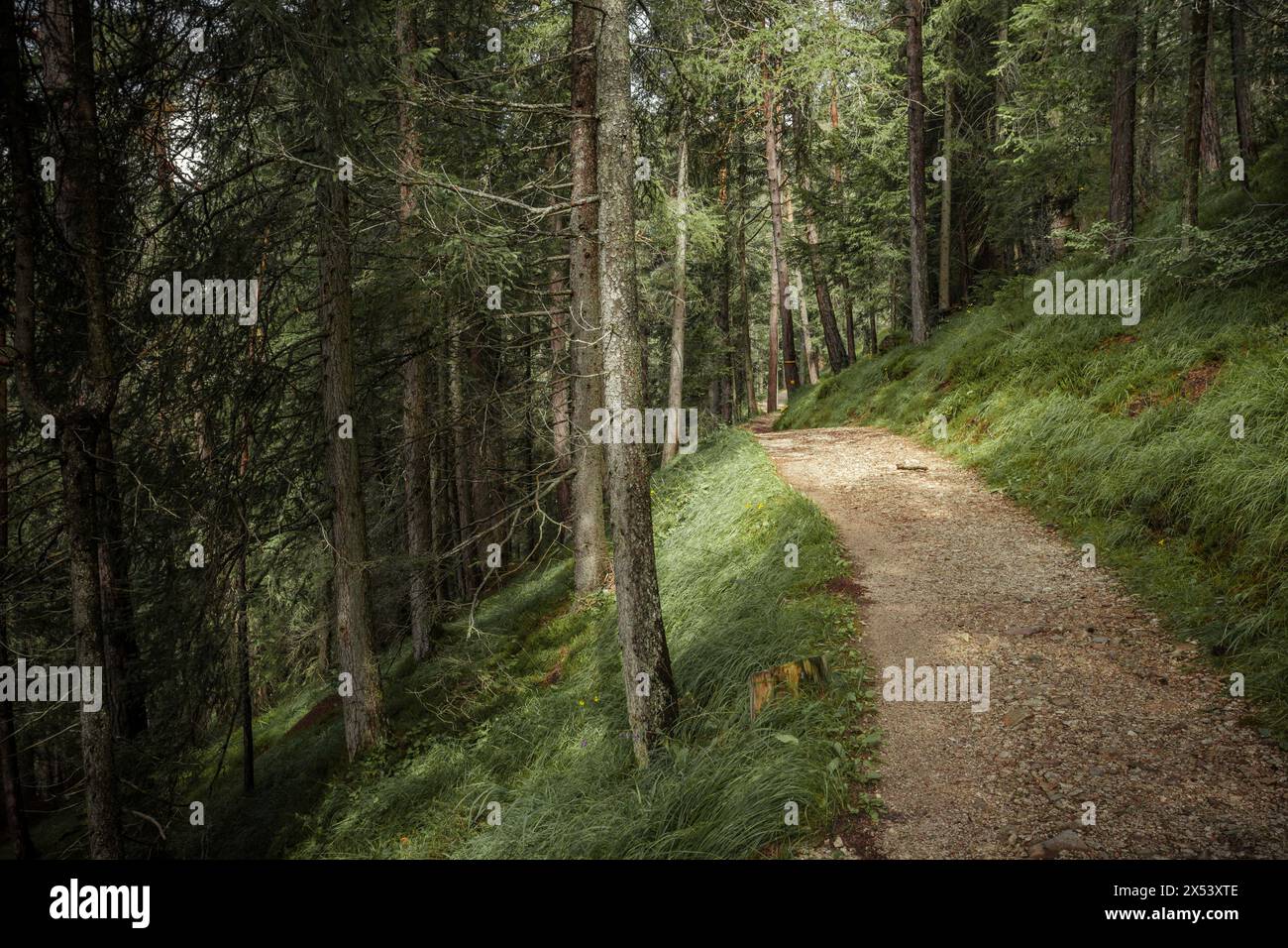 Long a path inside a peaceful forest , no people around Stock Photo