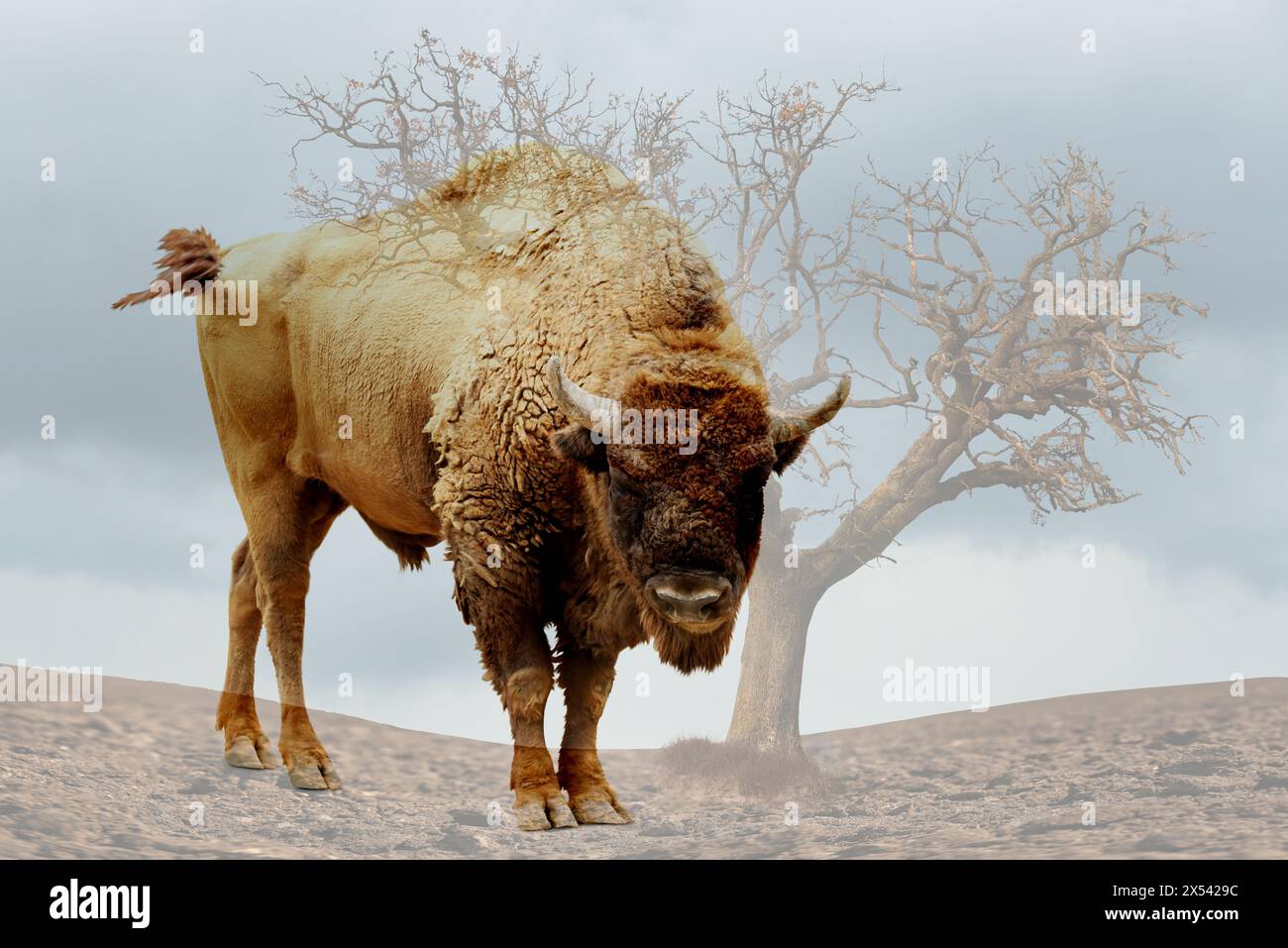 Double exposure of bison and dry tree among parched soil. Global ...