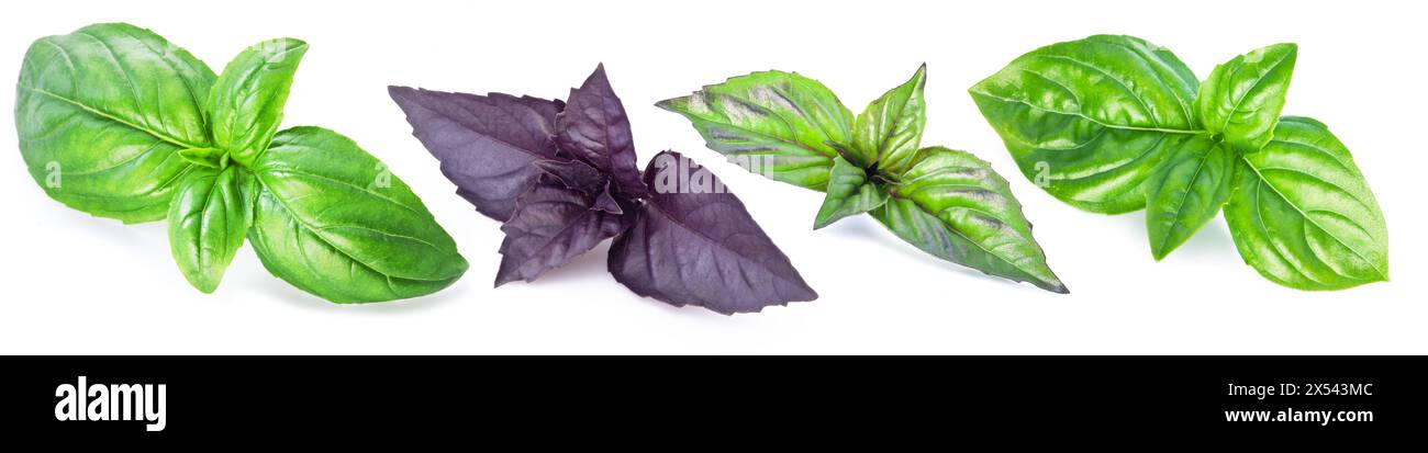 Set of four different basil types isolated on white background Stock ...