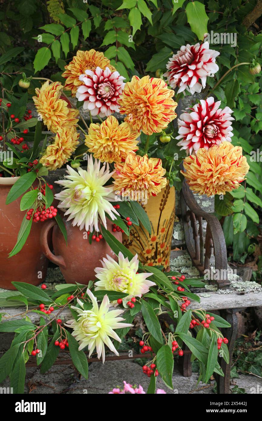 Dahlias available hi-res stock photography and images - Alamy