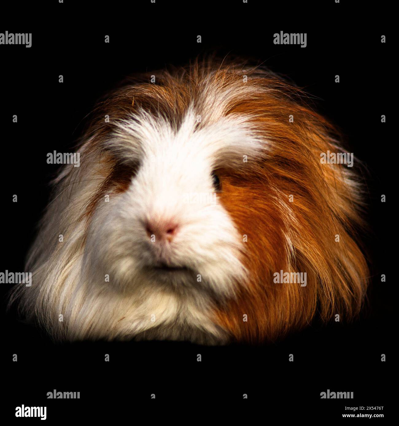 Süße, kleine Meerschweinchen Stock Photo Alamy