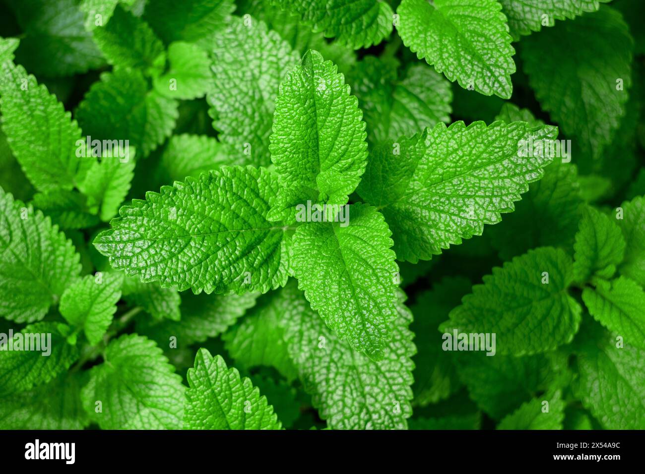 Fresh green lemon balm  background Stock Photo
