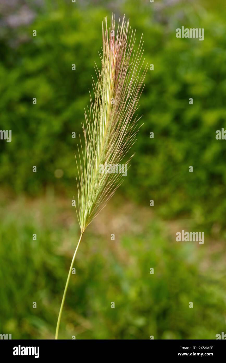 Barley ear in a field Stock Photo