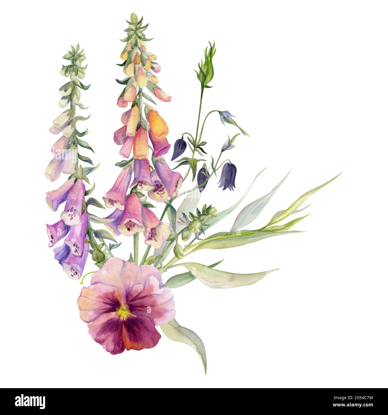 Hand drawn watercolor illustration botanical flowers leaves. Foxglove snapdragon lupin, mauve pansy viola, willow eucalyptus branches, columbine Stock Photo