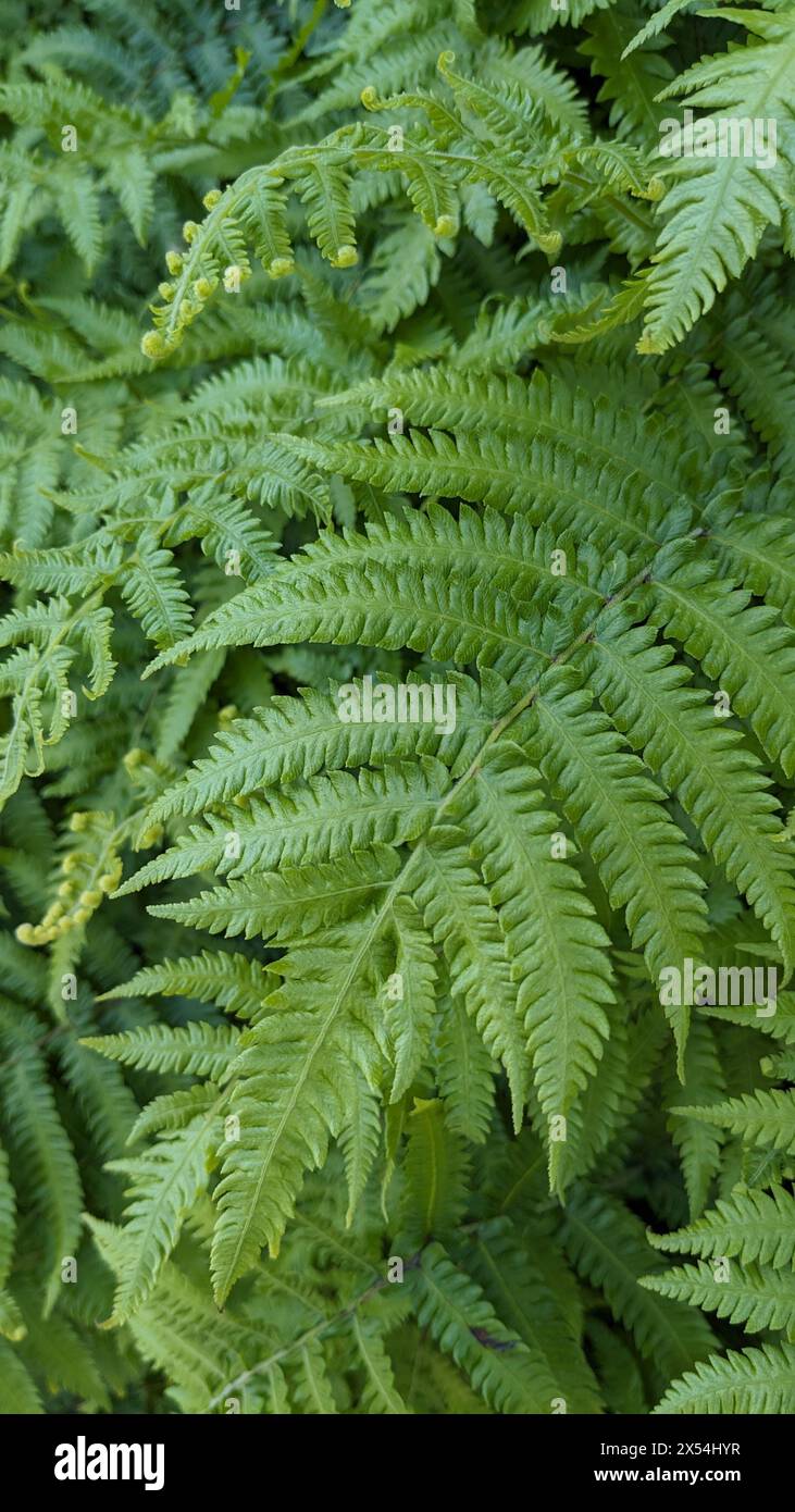 Fern wallpaper hi-res stock photography and images - Alamy