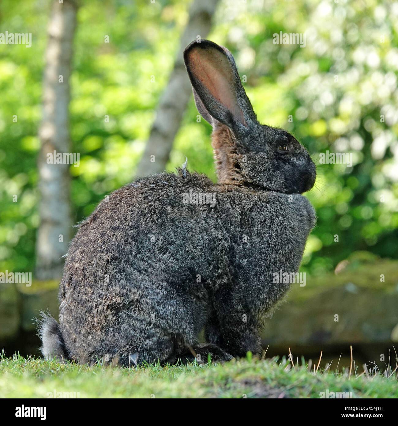 German giant rabbit sitting on the grass. They are related to the Flemish giant rabbit. Stock Photo