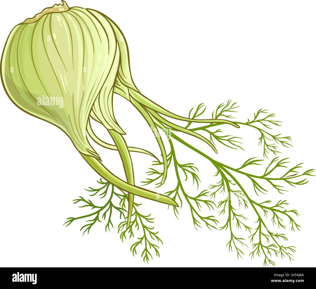 Fennel Vegetable Colored Detailed Illustration Stock Vector Image & Art ...