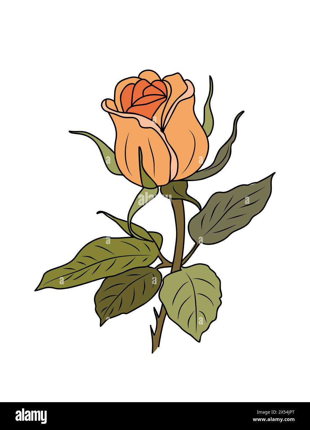 Rose June Birth month flower colorful vector illustration isolated on ...