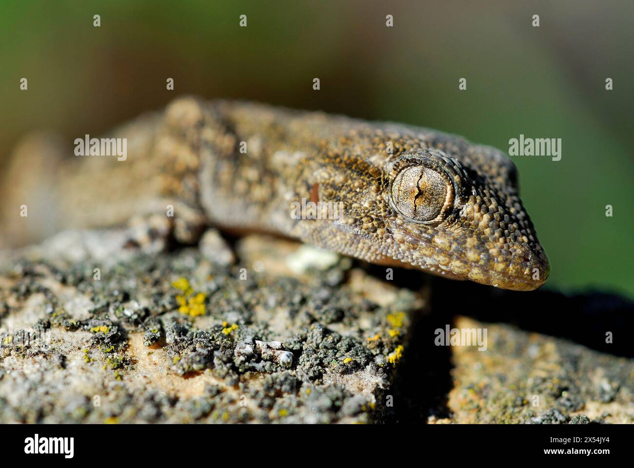 Common gecko (Tarentola mauritanica) close to El Vellon, Madrid, Spain Stock Photo