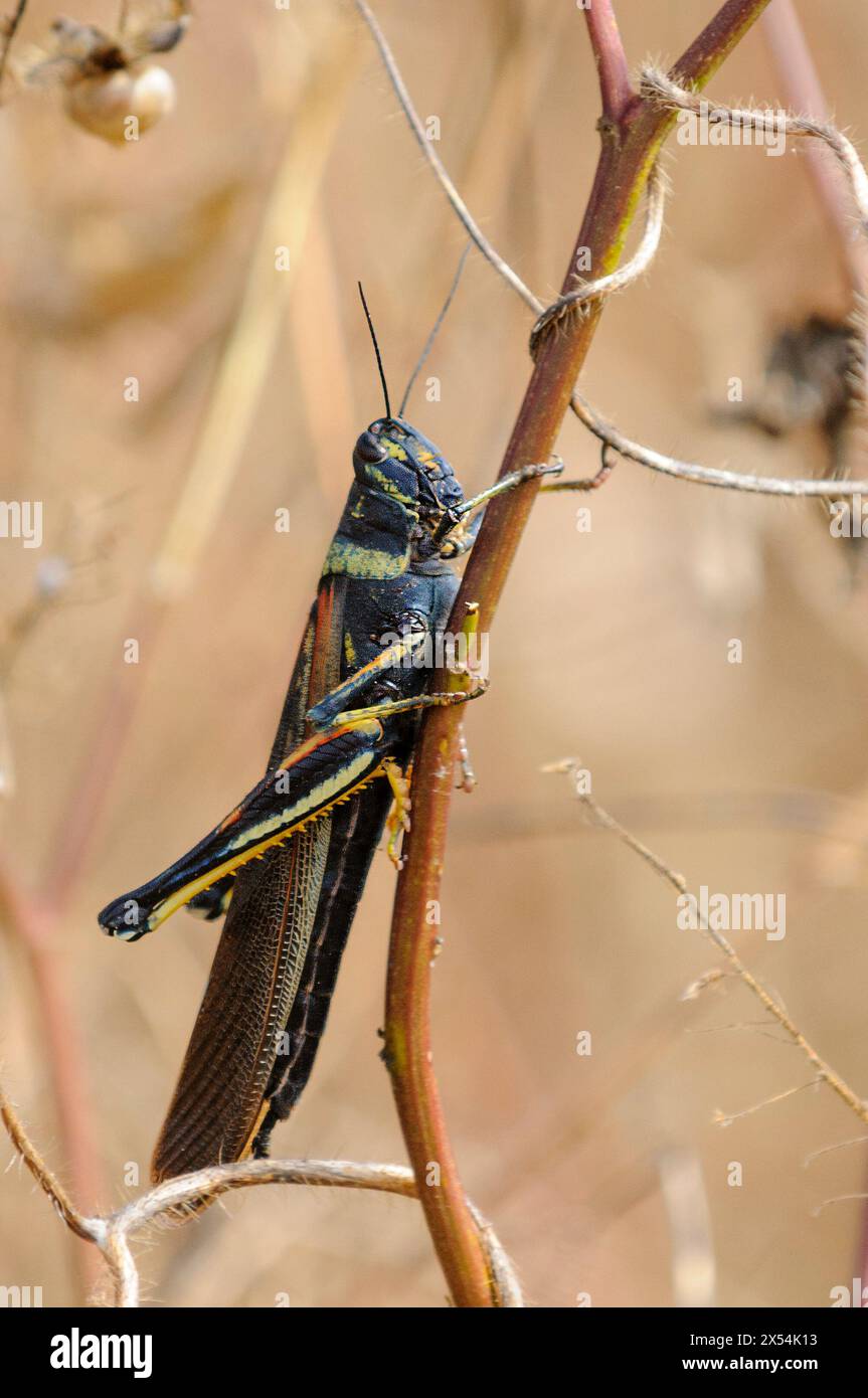 Common painted locust (Schistocerca melanocera) from Santa Cruz, Galapagos, Ecuador. Stock Photo