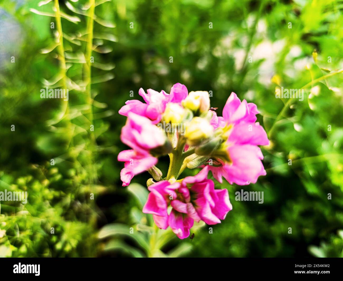hoary stock flower pink colour Stock Photo