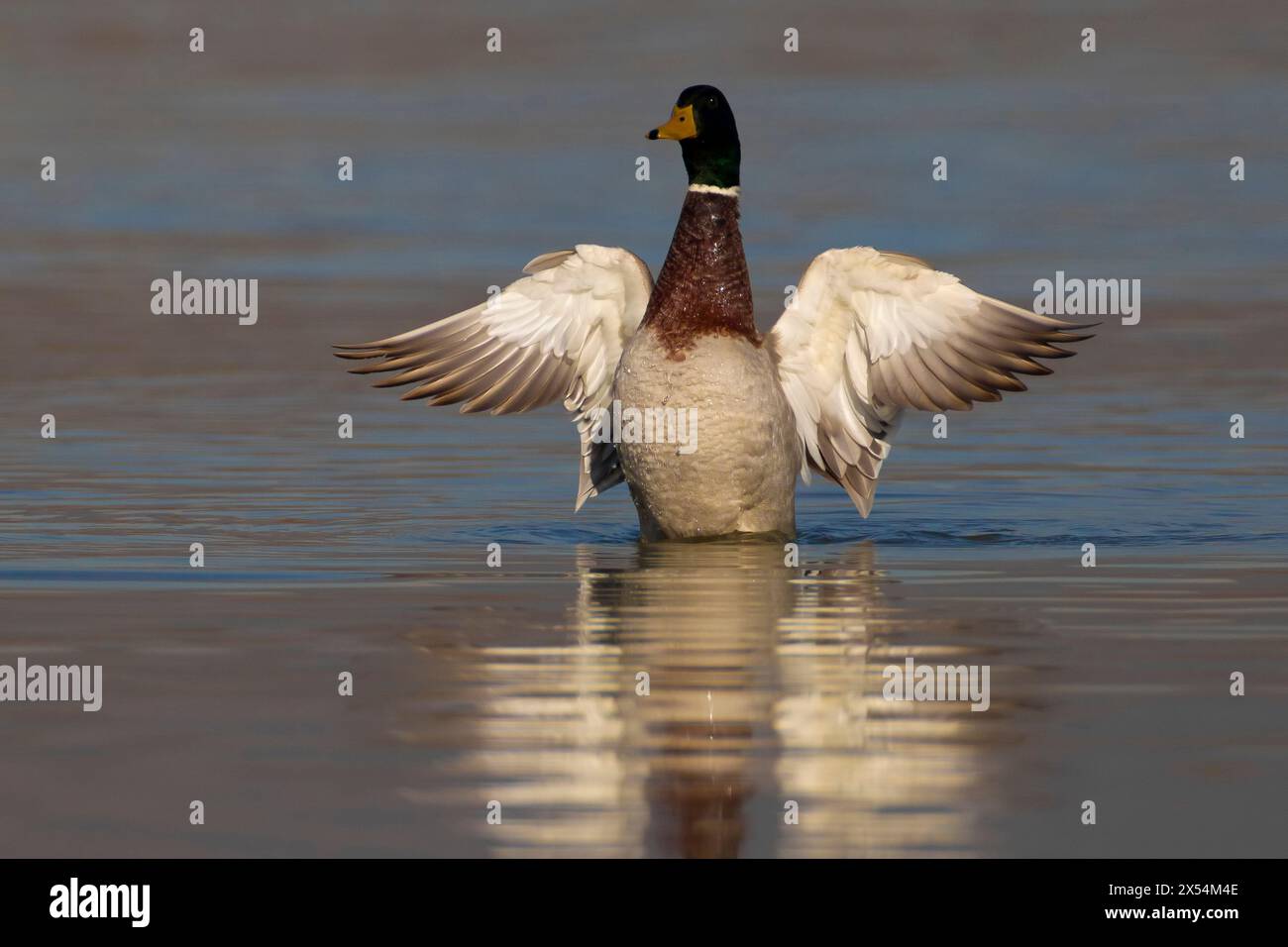 mallard (Anas platyrhynchos), fluttering drake in shallow water, front view, Italy, Tuscany, Firenze Stock Photo