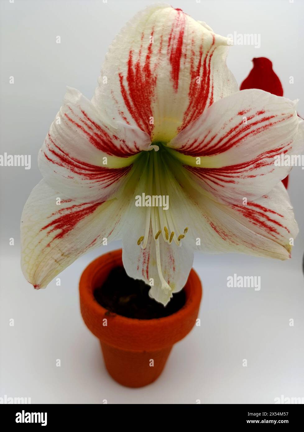 Amaryllis lily flowers white and red flowers nature beauty red and white Stock Photo