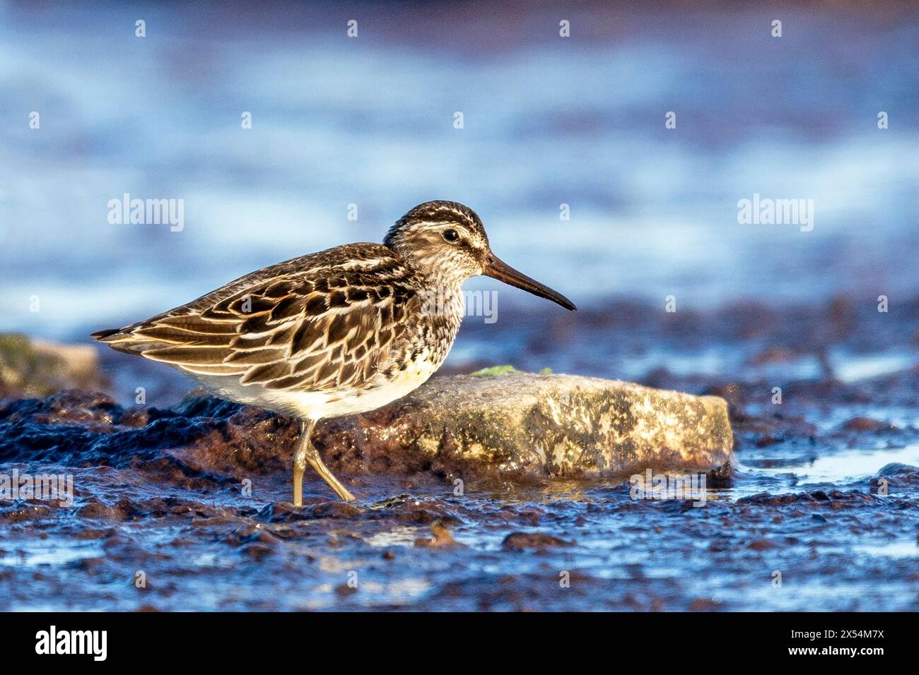 broad-billed sandpiper (Calidris falcinellus, Limicola falcinellus), searches for food in the mud on the Baltic Sea shore, Sweden, Oeland Stock Photo