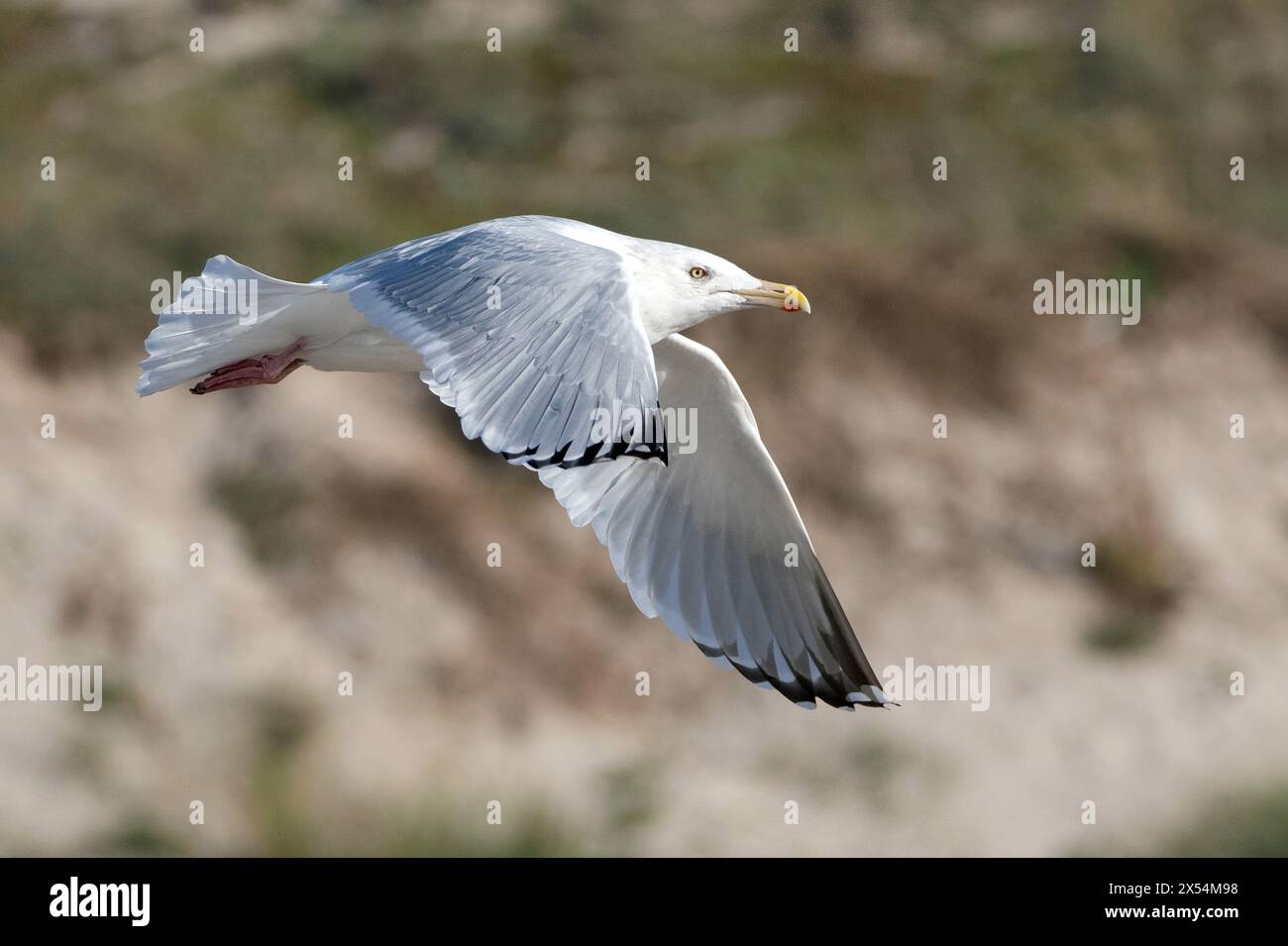 American Herring Gull (Larus smithsonianus), in flight in Spain. Rare