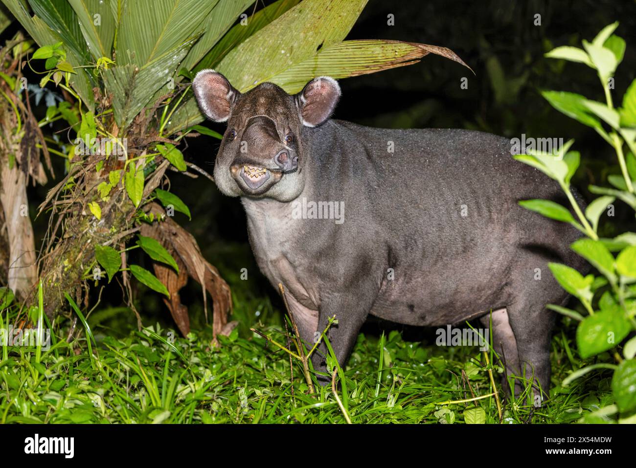 Baird's tapir, Central American tapir (Tapirus bairdii), stands at the ...