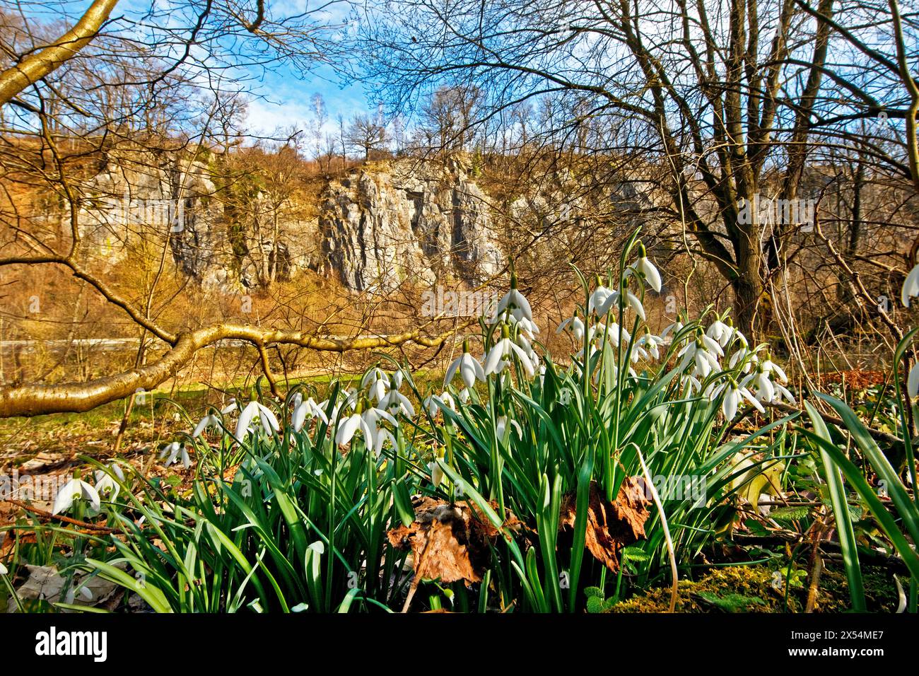 common snowdrop (Galanthus nivalis), blooming snowdrops in front of the rock formation Seven Virgins in spring, Germany, North Rhine-Westphalia, Sauer Stock Photo