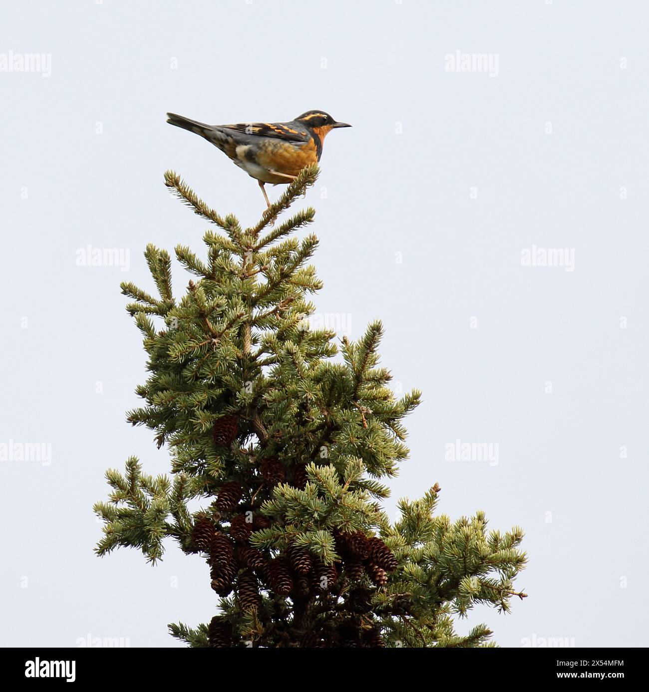 Varied trush (Ixoreus naevius), sits on the top of a spruce, USA, Alaska Stock Photo