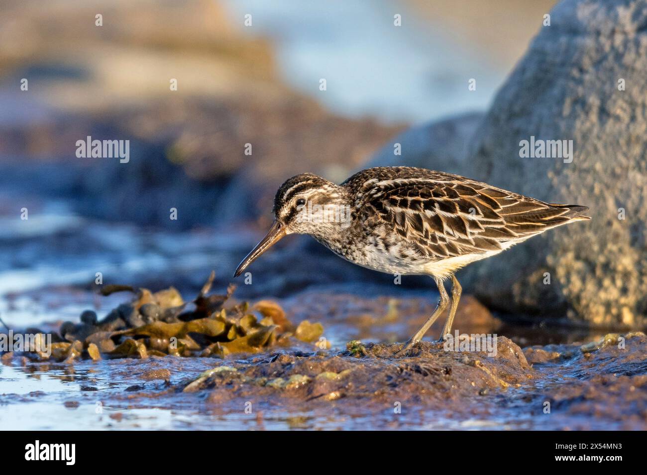 broad-billed sandpiper (Calidris falcinellus, Limicola falcinellus), stands on the shore of the Baltic Sea looking for food, Sweden, Oeland Stock Photo